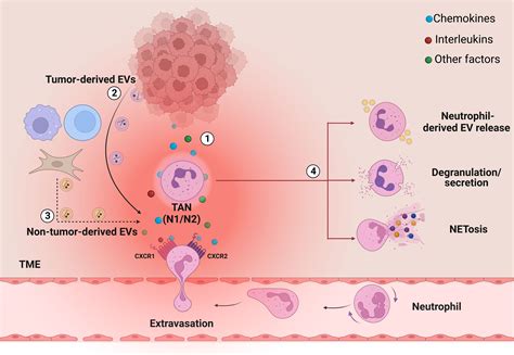 Frontiers The Role Of Extracellular Vesicles And Interleukin 8 In