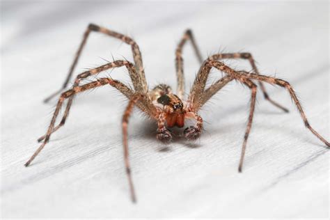 Hobo Spider Pictures - AZ Animals