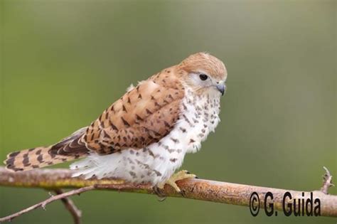 Mauritius kestrel - Alchetron, The Free Social Encyclopedia