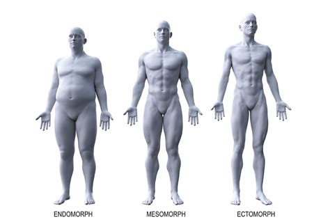 Endomorfo Come Riconoscere Il Tuo Tipo Di Fisico La Palestra