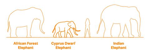 Elephant Size Chart