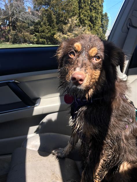 It Was Muddy At The Dog Park Aww