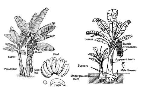 Exploring The Fascinating Parts Of A Banana Tree