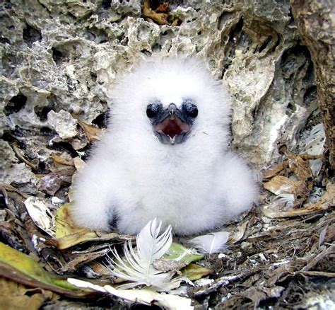 Red-billed Tropicbird – "OCEAN TREASURES" Memorial Library