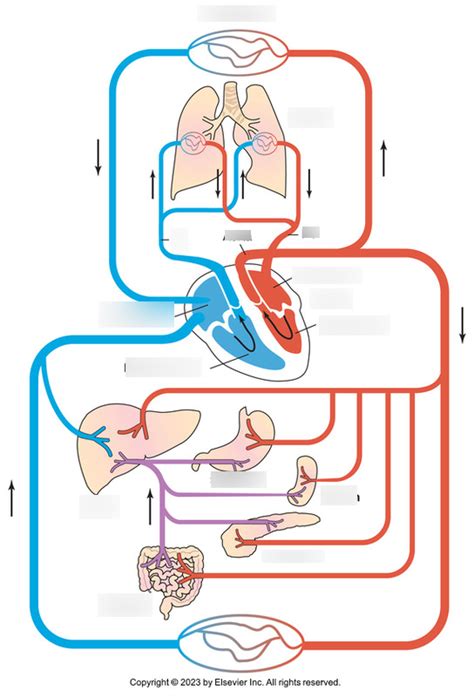 Special Procedures Anatomy Chapter Diagram Quizlet