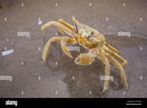 Red Crab With Big Eyes Hi Res Stock Photography And Images Alamy