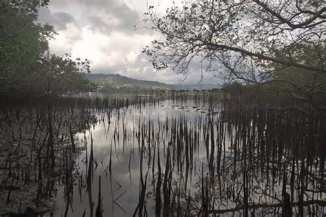 Pemkot Ambon Kembangkan Wisata Hutan Mangrove Di Kawasan Pesisir