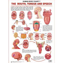 Raajkart Human Body Charts The Mouth Tongue And Speech