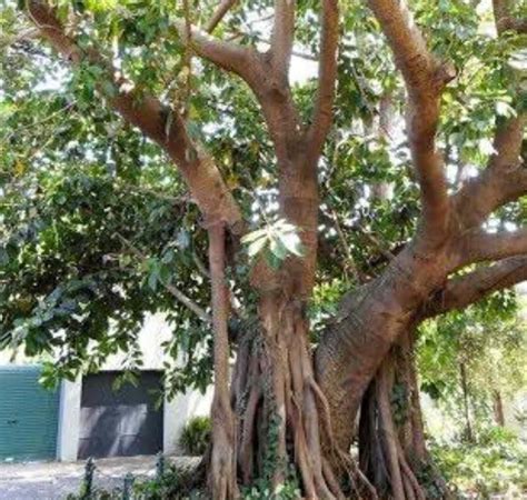 Ficus Elastica Rubber Fig The Seed Vine