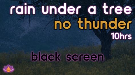 Black Screen Rain Under A Tree Sounds Rain Ambience No Thunder