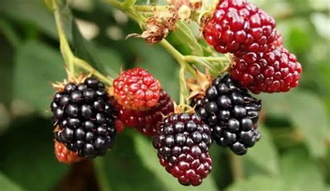 When To Plant Blackberry Bush - Gardening Dream