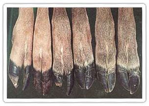 Be on the watch for Epizootic Hemorrhagic Disease (EHD) in deer