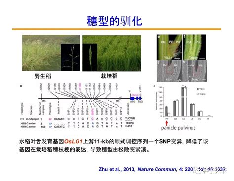 美国科学院院士邓兴旺带您走进：现代农业生物技术及育种种子