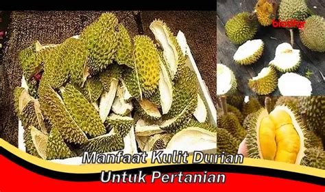 Ditemukan Manfaat Kulit Durian Untuk Pertanian Yang Jarang Diketahui