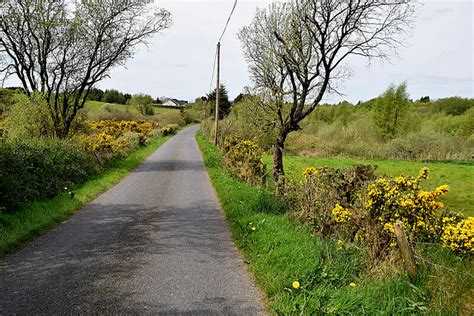 Bushes Along Devesky Road Kenneth Allen Geograph Britain And Ireland