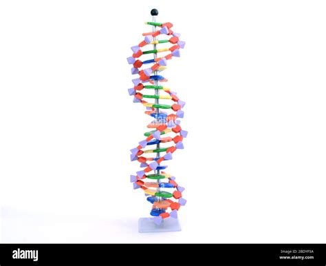 Dna double helix model Cut Out Stock Images & Pictures - Alamy