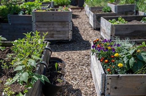 The Benefits Of Raised Bed Gardening Keralam Chronicles Travel