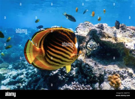 Diagonal Butterflyfish Chaetodon Fasciatus Coral Fish Tropical