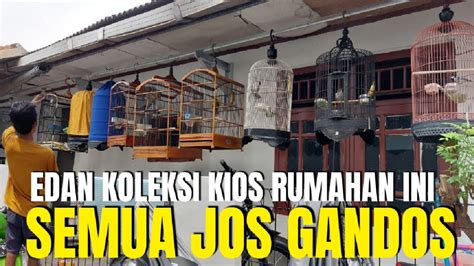 Jos Gandos Semua Burung Gacoran Di Kios Rumahan Ini Jualnya Fullset