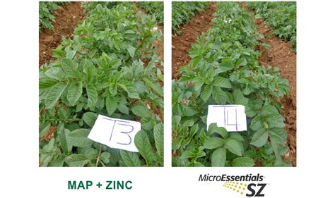 Fertilización Y Nutrición Del Cultivo De Papa En El Perú Molinos And Cía