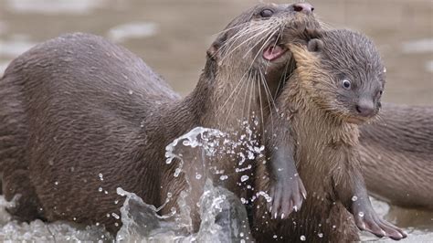 Comedy Wildlife Photography Awards A Shocked Monkey Joyful Birds