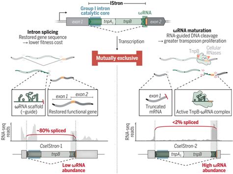 Science：新研究揭示转座子编码的内含子与向导rna之间的拮抗冲突 生物研究专区 生物谷