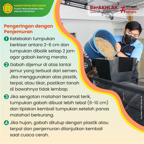 Info Teknologi Pascapanen Padi Teknologi Pengeringan Dan Penyimpanan