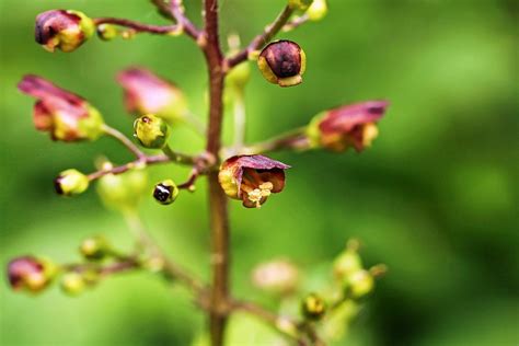 Scrophularia Nodosa Scrophulariaceae 1 Stefan Neuwirth Flickr