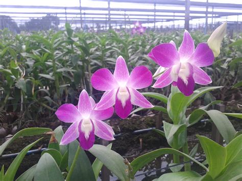 Thai Orchid Nursery Farms - Thai Orchids Exporter