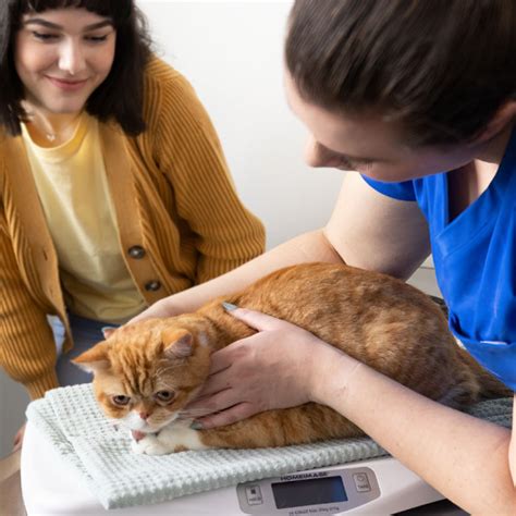 Oxford Animal Hospital Thrive Pet Healthcare