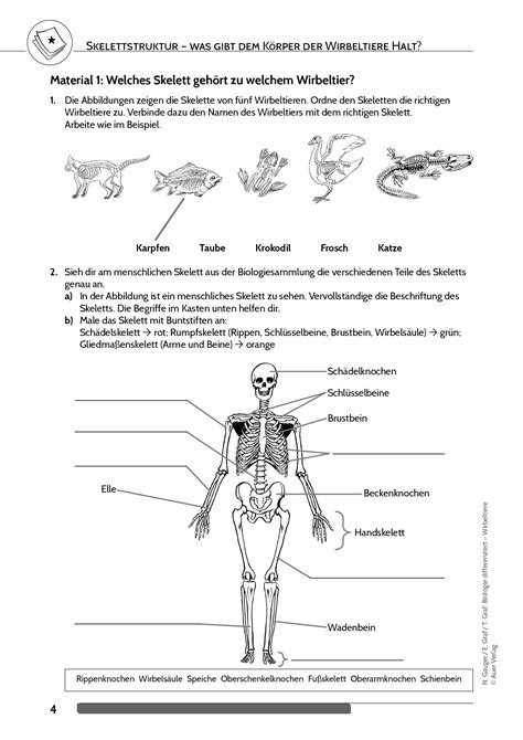 Einfach Integrieren Philosophie skelett frosch arbeitsblatt ergänzen