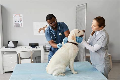 Creating A Brighter Future For The Veterinary Workforce Vet Advantage