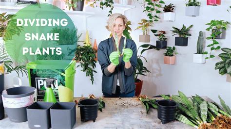 Dividing Snake Plants Potting In Lechuza Pon Substrate My City Plants