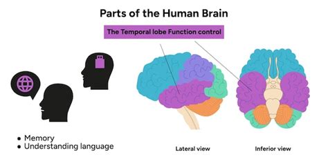 Premium Vector Parts Of Human Brain Anatomy With Colored Parts