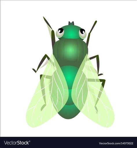 House Fly Insect Royalty Free Vector Image Vectorstock