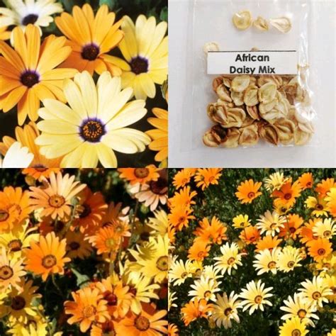 African Daisy Mix Flower Seeds Lazada Ph