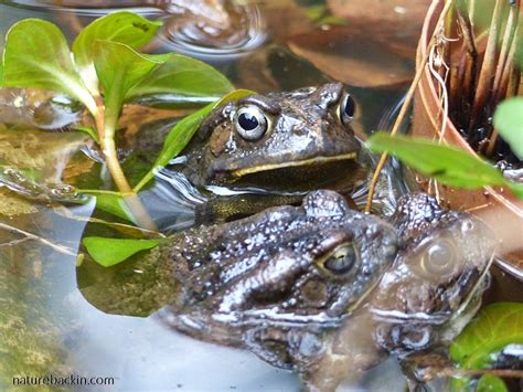 The Time Of The Season Guttural Toads Go A Courting Letting Nature