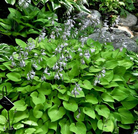 P00 Hosta Golden Scepter From The Hosta Helper Presented By