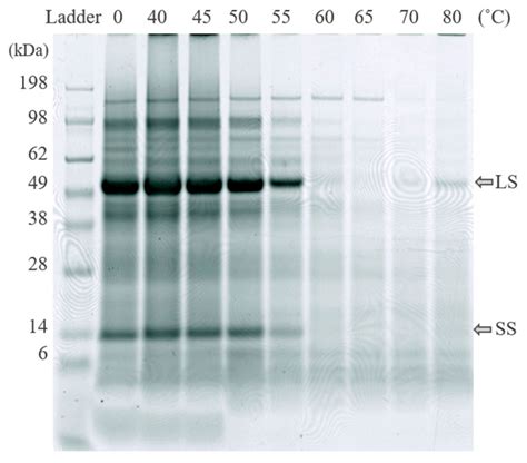 Foods Free Full Text Protein Fractionation Of Green Leaves As An