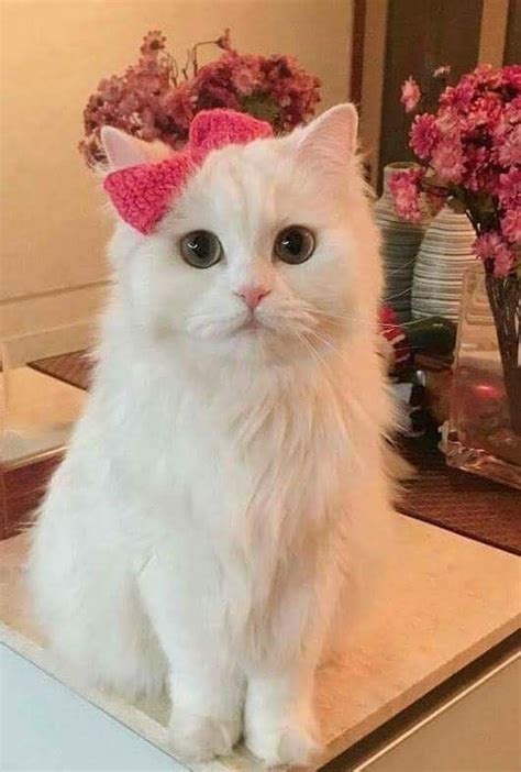 Cute White Cat With Pink Bow Tie On Right Ear Imagens Gatinhos