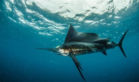 What Does Sailfish Taste Like The Fastest Fillet In The Sea