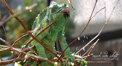 How To Set Up A Proper Chameleon Enclosure | Much Ado About Chameleons