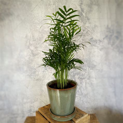 Chamaedorea elegans - Parlour Palm – Verd Houseplants