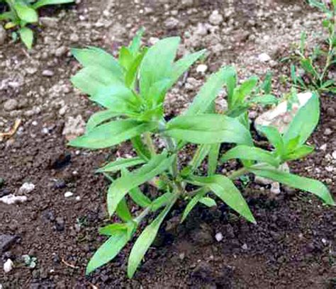 How To Grow Garden Phlox Phlox Care Propagation Garden Phlox