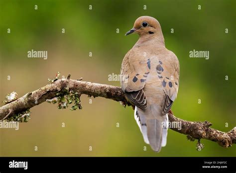 Mourning Dove On A Branch Stock Photo Alamy