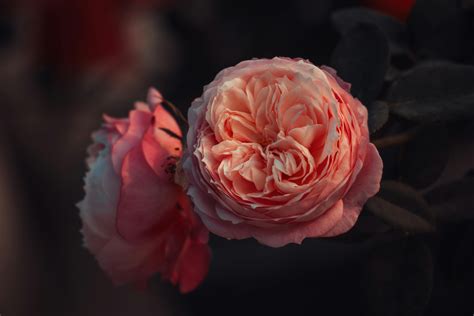 shaded background      shaded background