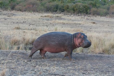 Hippo on Grass FieldFree Stock Photo