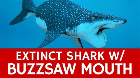 Prehistoric Shark Monster With Buzzsaw Mouth Shocking Facts About