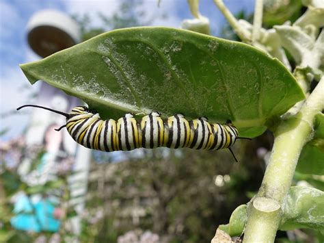 Monarch Butterfly Danaus Plexippus Larva Feeding On Crown Flower