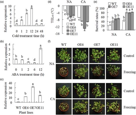 A Novel Medicago Truncatula Calmodulinlike Protein Mtcml Regulates